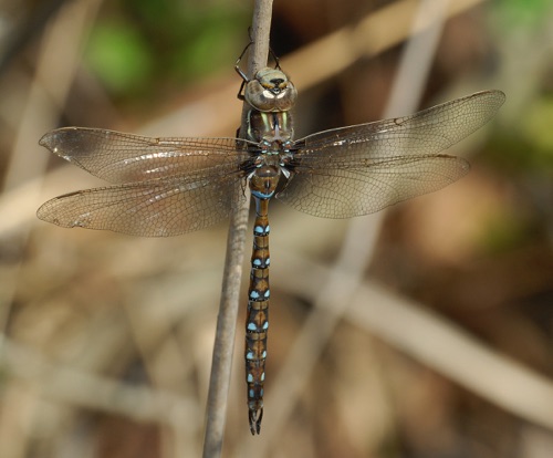 Male
22 Mar 2008  Taylor